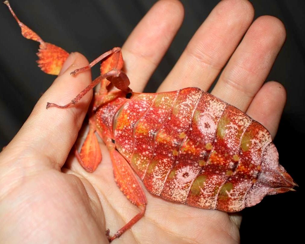 Autumn Leaf Insect, (Phyllium tobeloense "Galela") - Richard’s Inverts