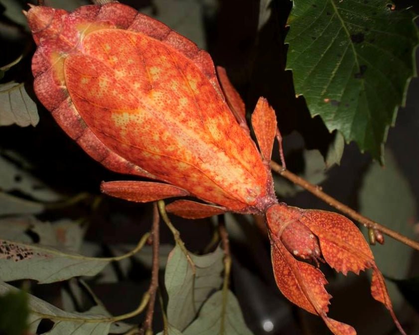 Autumn Leaf Insect, (Phyllium tobeloense "Galela") - Richard’s Inverts