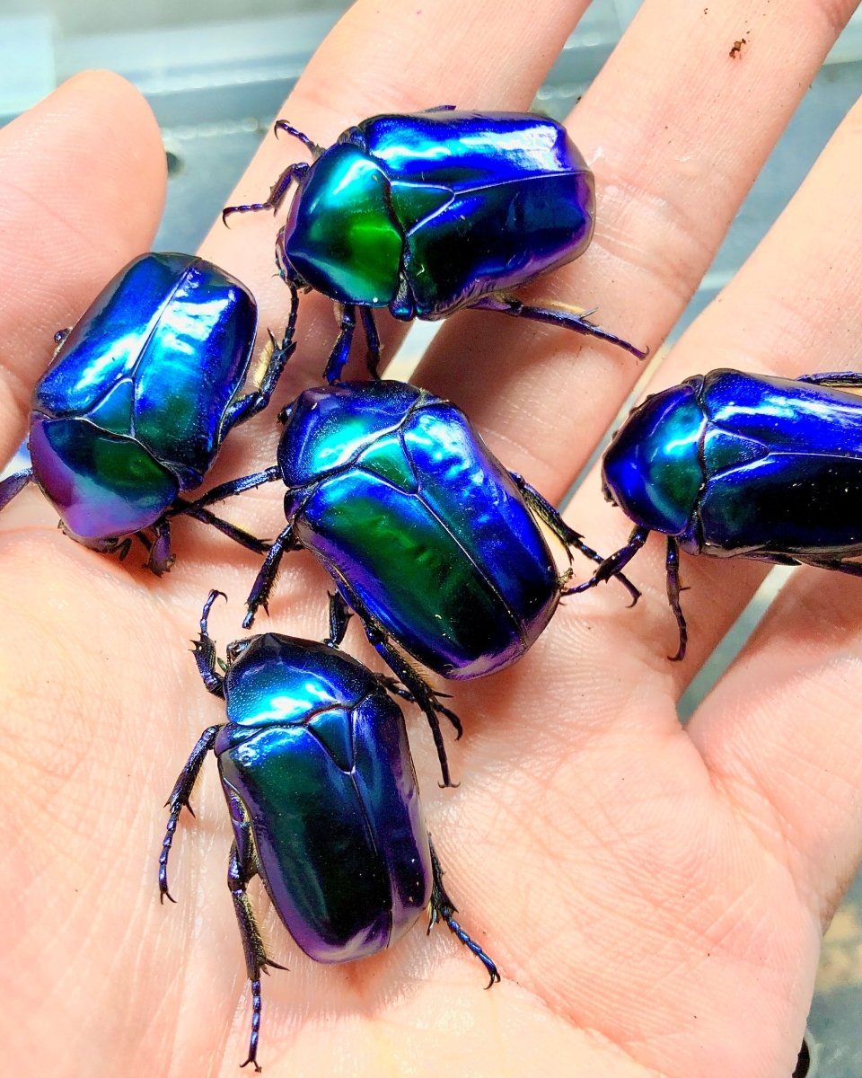 Beetle Breeding Substrate – Flake Soil - Richard’s Inverts