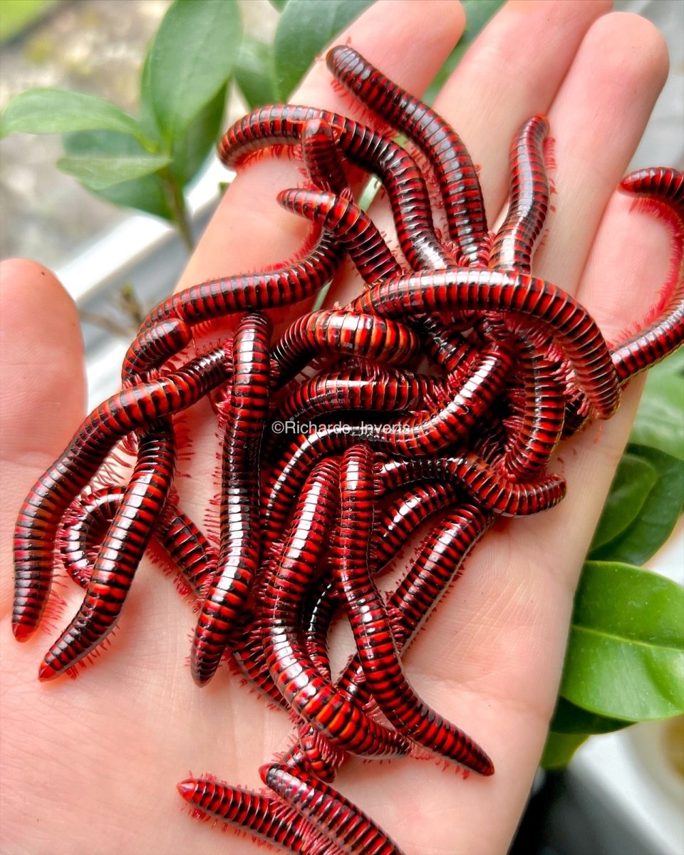 Black Fire Millipede, (Centrobolus fulgidus) - Richard’s Inverts