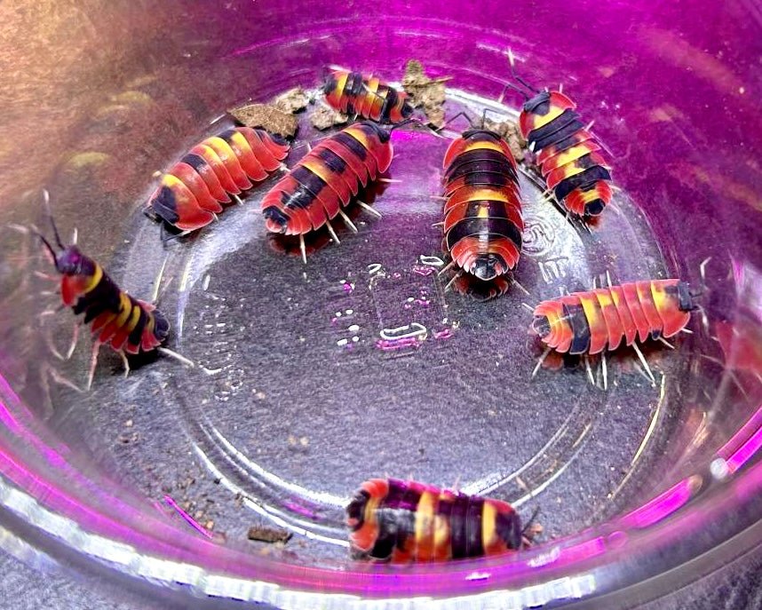 Blister Fire Isopod, (Merulanella sp. "Blister Fire") - Richard’s Inverts