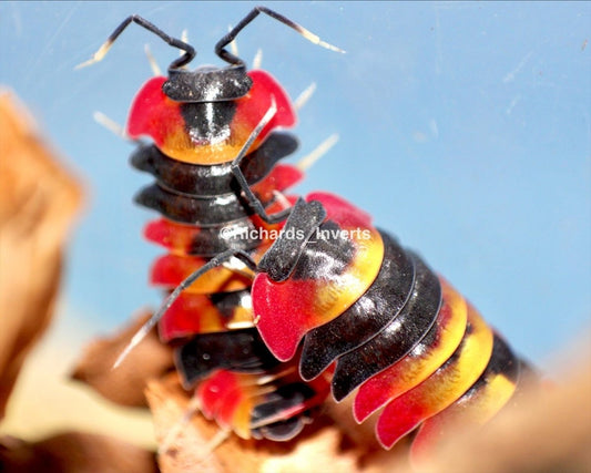 Blister Fire Isopod, (Merulanella sp. "Blister Fire") - Richard’s Inverts