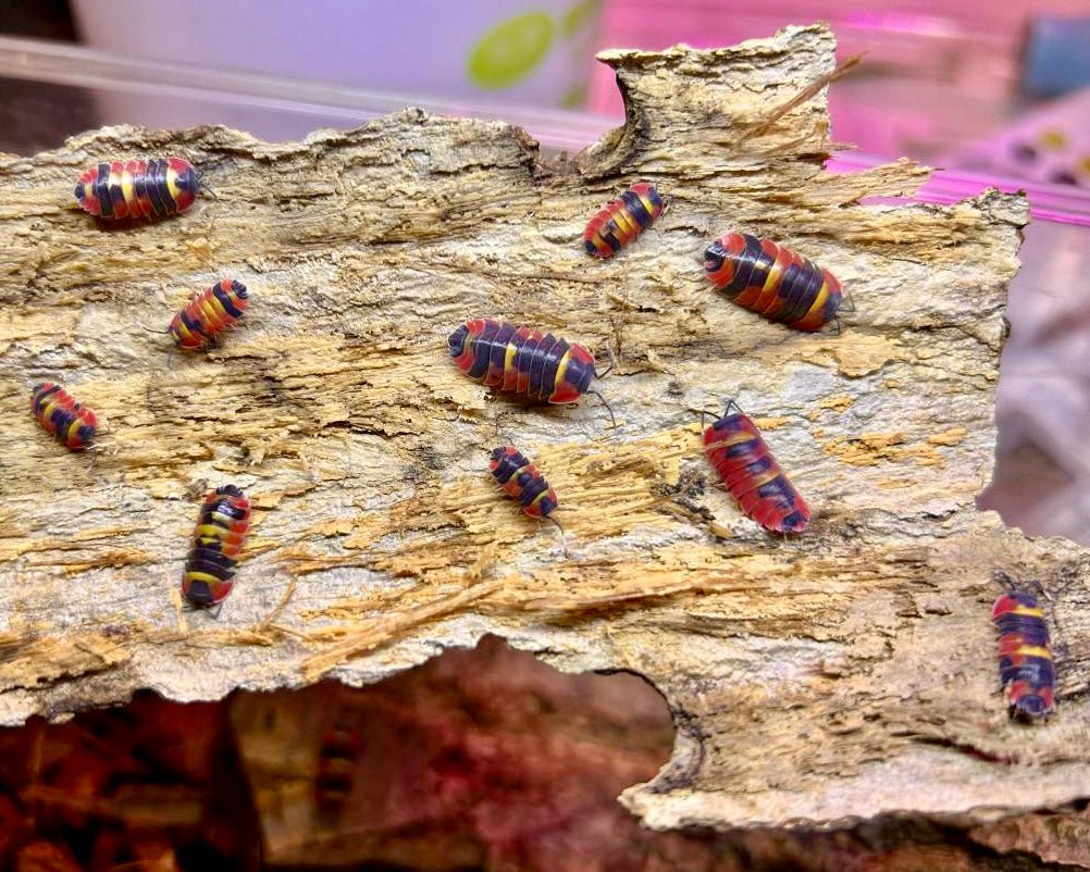 Blister Fire Isopod, (Merulanella sp. "Blister Fire") - Richard’s Inverts