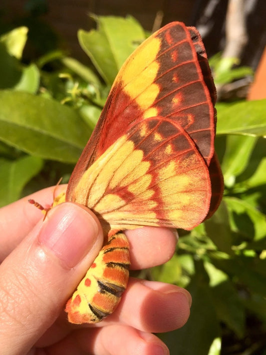 Brazilian Horned Devil Moth, (Citheronia laocoon) - Richard’s Inverts