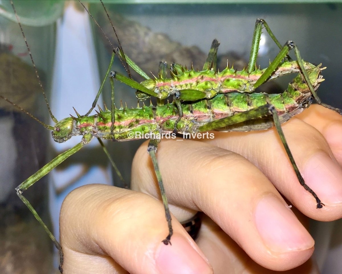 ⨂ Brock's Spiny Stick Insect, (Brockphasma spinifemoralis "Bach Ma") - Richard’s Inverts