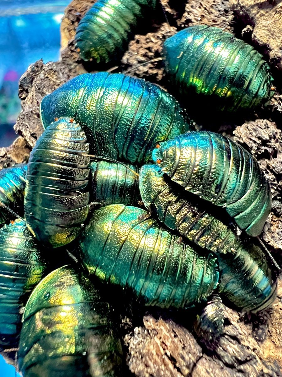 BULK - Emerald Roach, (Pseudoglomeris magnifica) - Richard’s Inverts