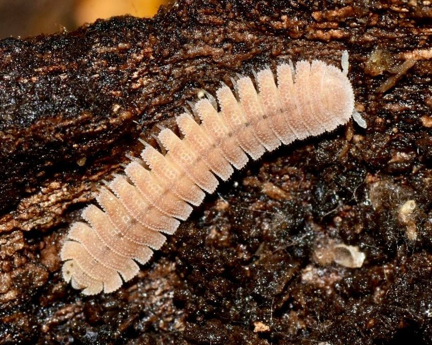 BULK Japanese Fairy Millipede, (Niponia nodulosa) - Richard’s Inverts