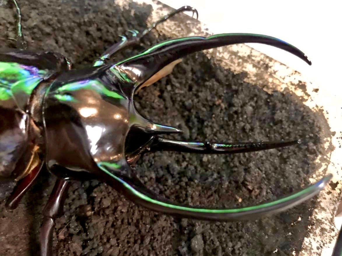 BULK Larvae - Chiron Rhino Beetle, (Chalcosoma caucasus) - Richard’s Inverts