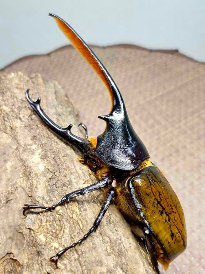 BULK Larvae - Hercules Rhino Beetle, (Dynastes septentrionalis) - Richard’s Inverts
