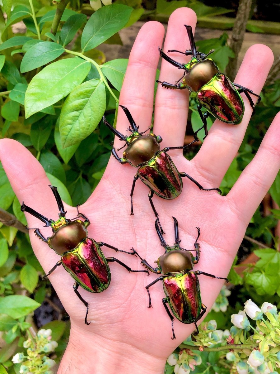 BULK Larvae - Rainbow Stag Beetle, (Phalacrognathus muelleri) - Richard’s Inverts