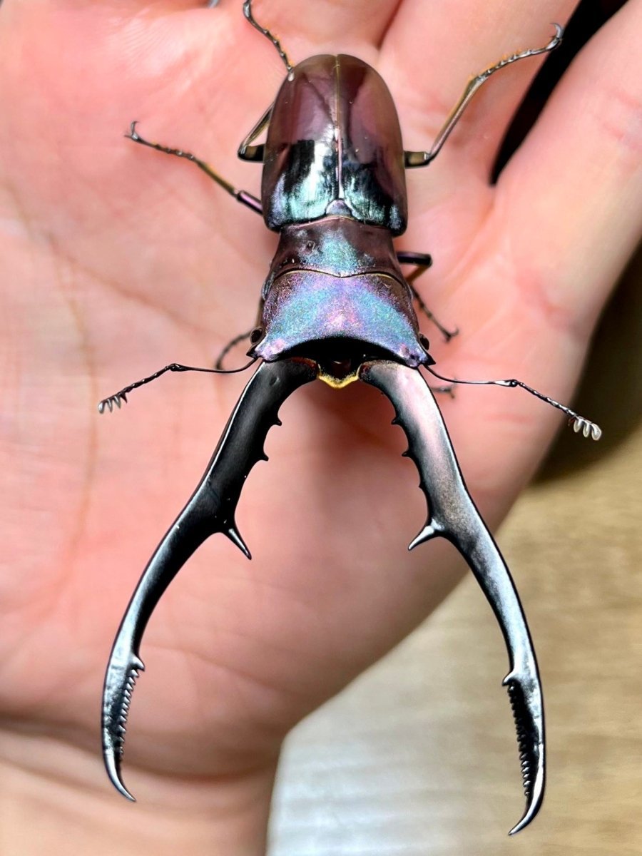 BULK Larvae - "Supernova" Metallic Stag Beetle, (Cyclommatus metallifer) - Richard’s Inverts