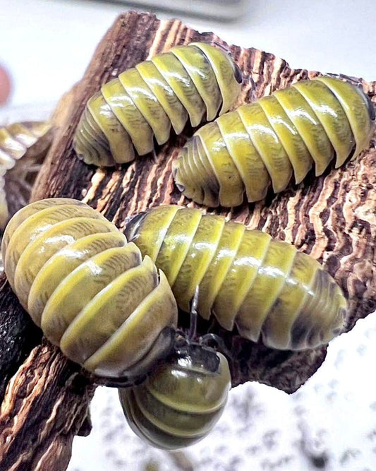 Bumblebee Isopod "Gold", (Armadillidium badium "Casteldaccia Gold") - Richard’s Inverts