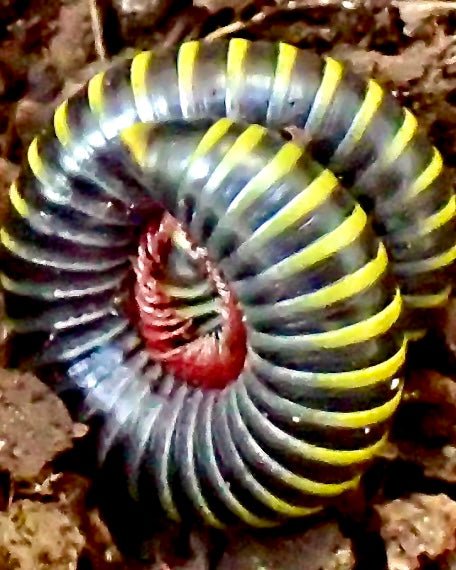 Bumblebee Millipede, (Anadenobolus monilicornis) - Richard’s Inverts