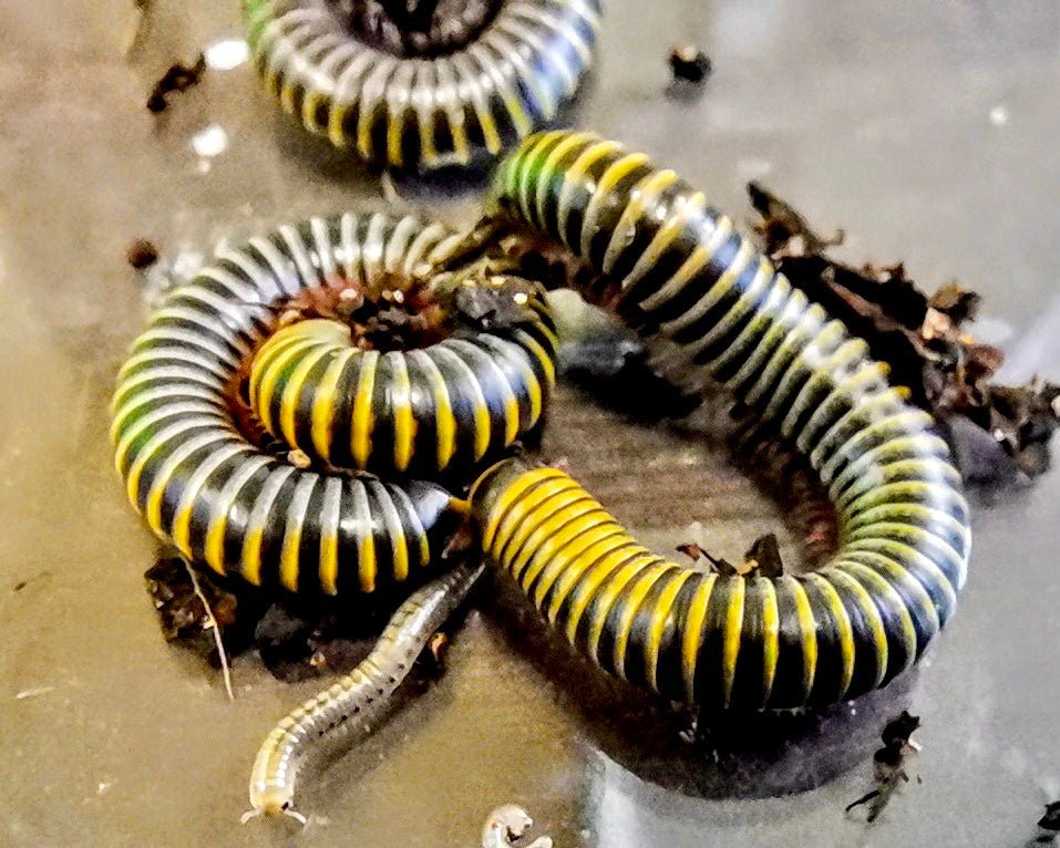 Bumblebee Millipede, (Anadenobolus monilicornis) - Richard’s Inverts