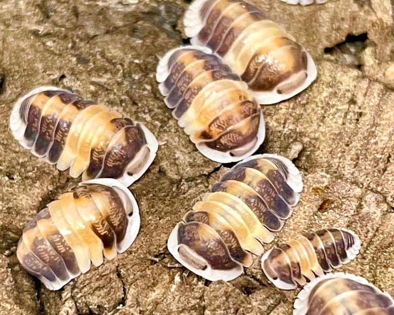 ⨂ Cappuccino Isopod, (Cubaris sp. "Cappuccino") - Richard’s Inverts