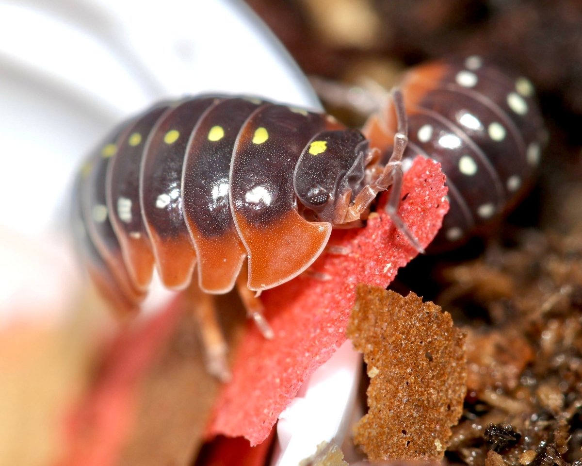 Clown Isopod, (Armadillidium klugii "Montenegro") - Richard’s Inverts