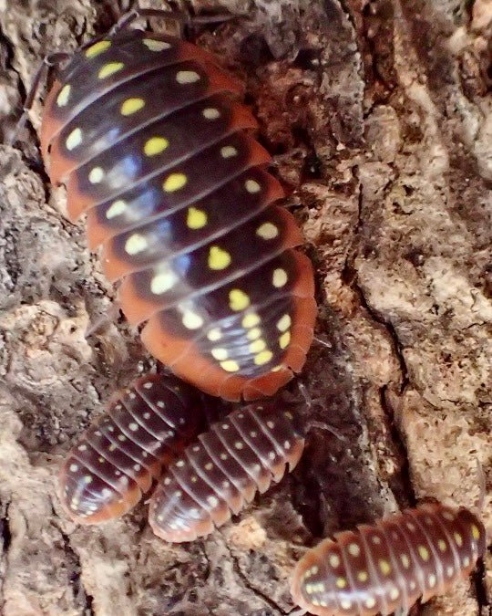 Clown Isopod, (Armadillidium klugii "Montenegro") - Richard’s Inverts