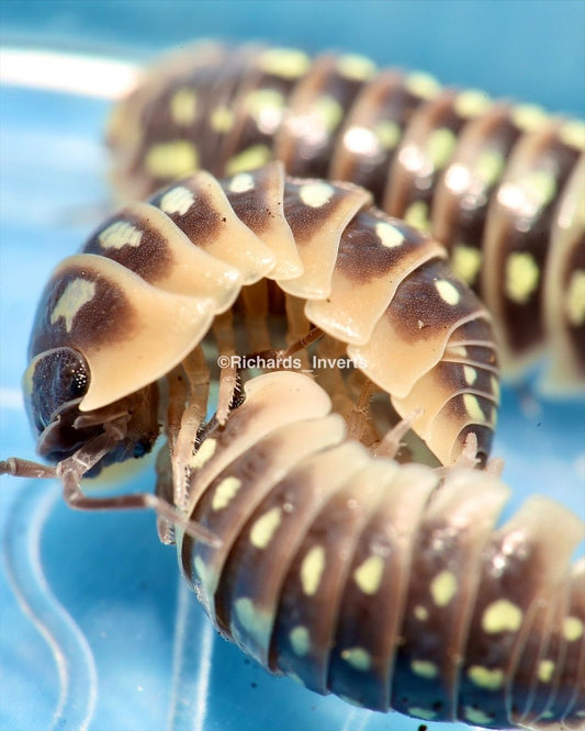 Clown Isopod "Pudding", (Armadillidium klugii) - Richard’s Inverts
