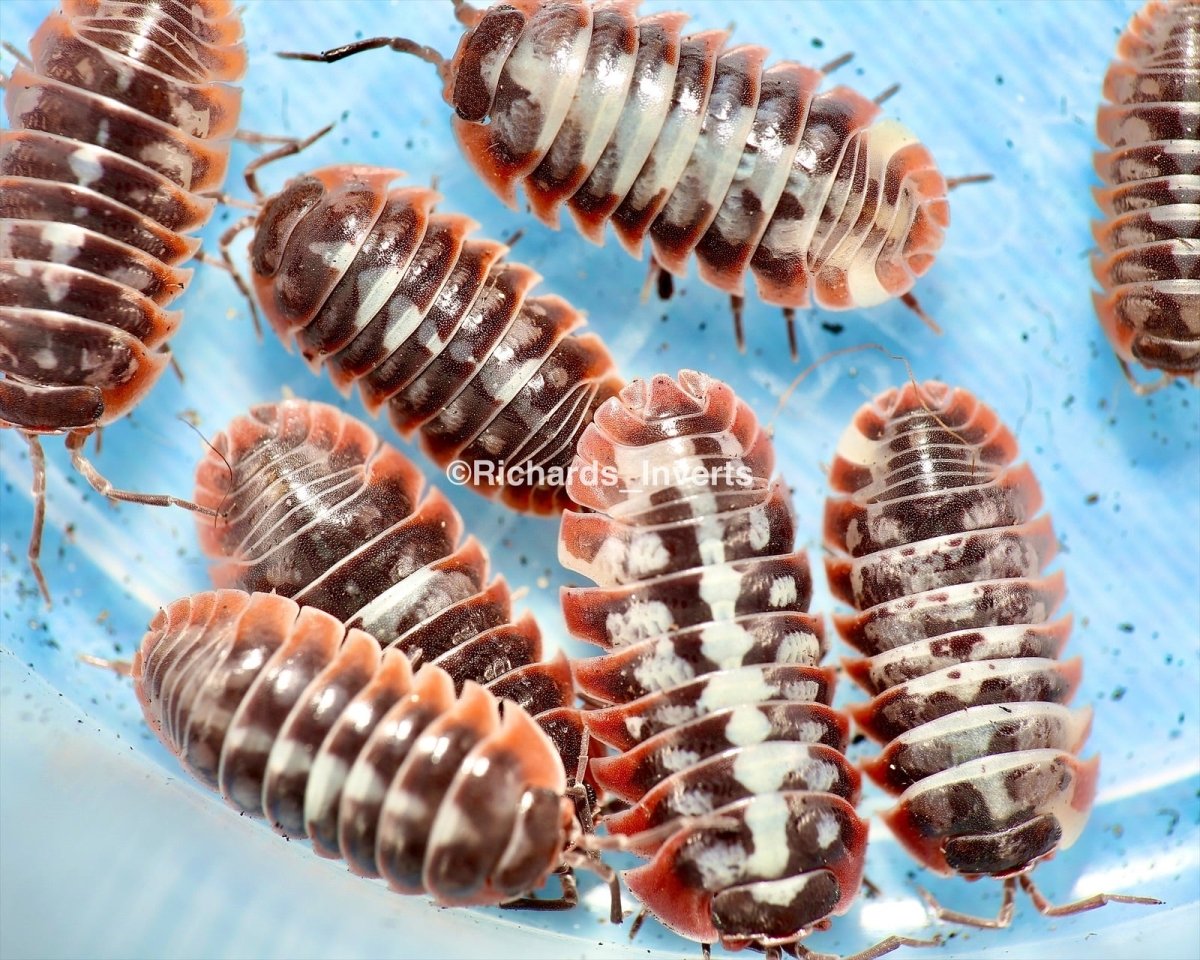 Clown Isopod "Skeleton", (Armadillidium klugii) - Richard’s Inverts