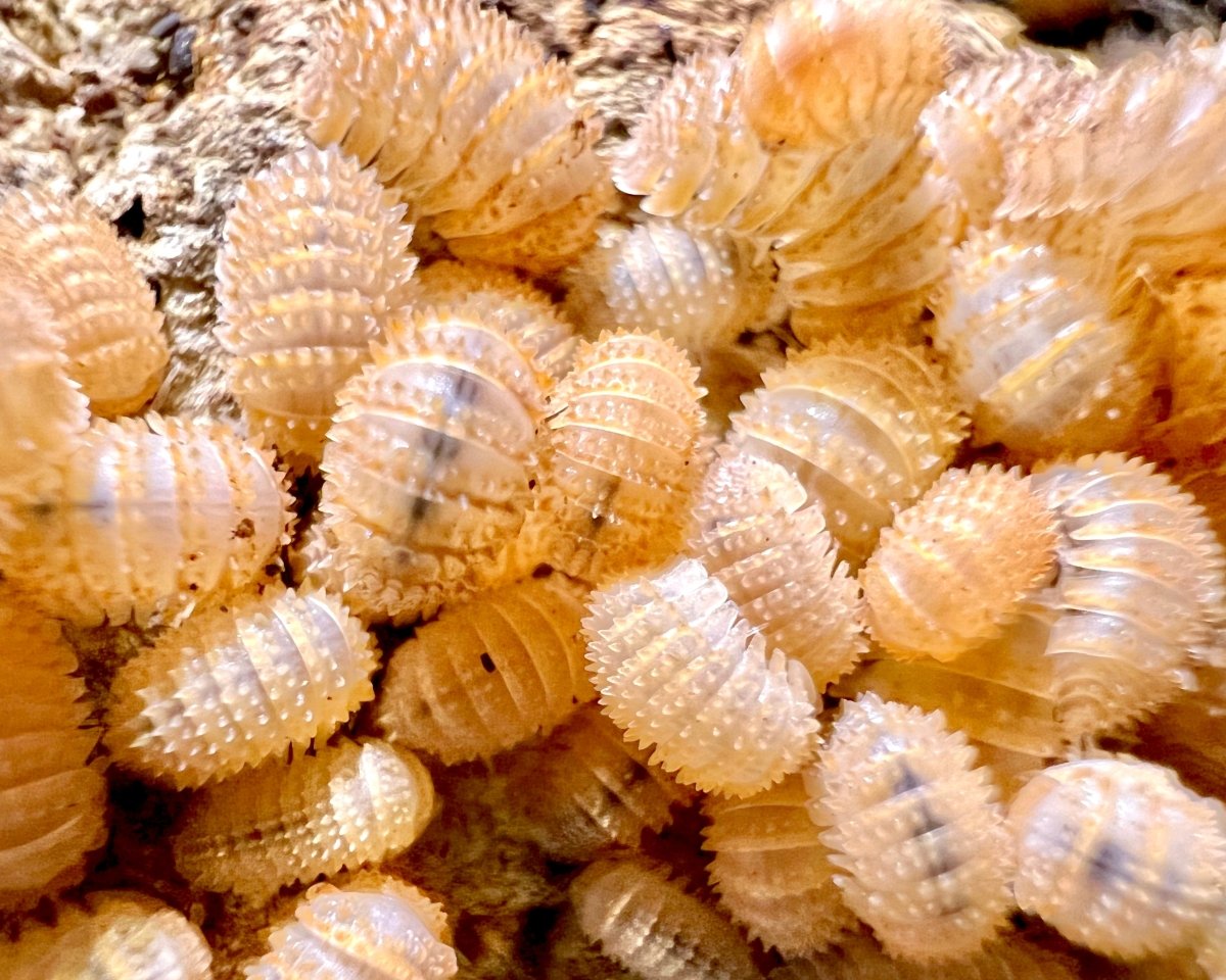 Crystal Pineapple Isopod, (Cristarmadillidium muricatum) - Richard’s Inverts