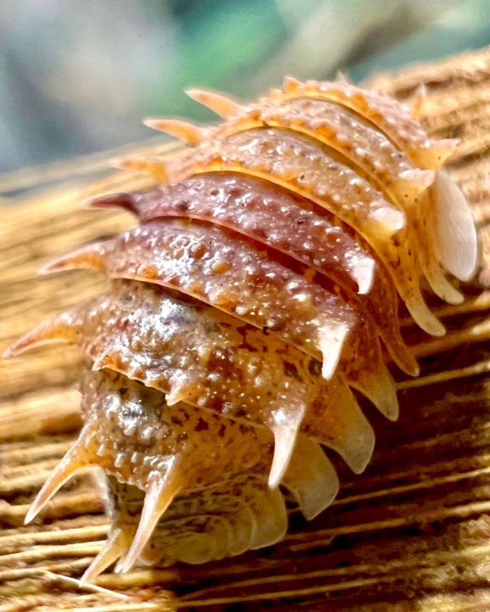 ⨂ Cuban Spiny Isopod, (Pseudarmadillo spinosus) - Richard’s Inverts