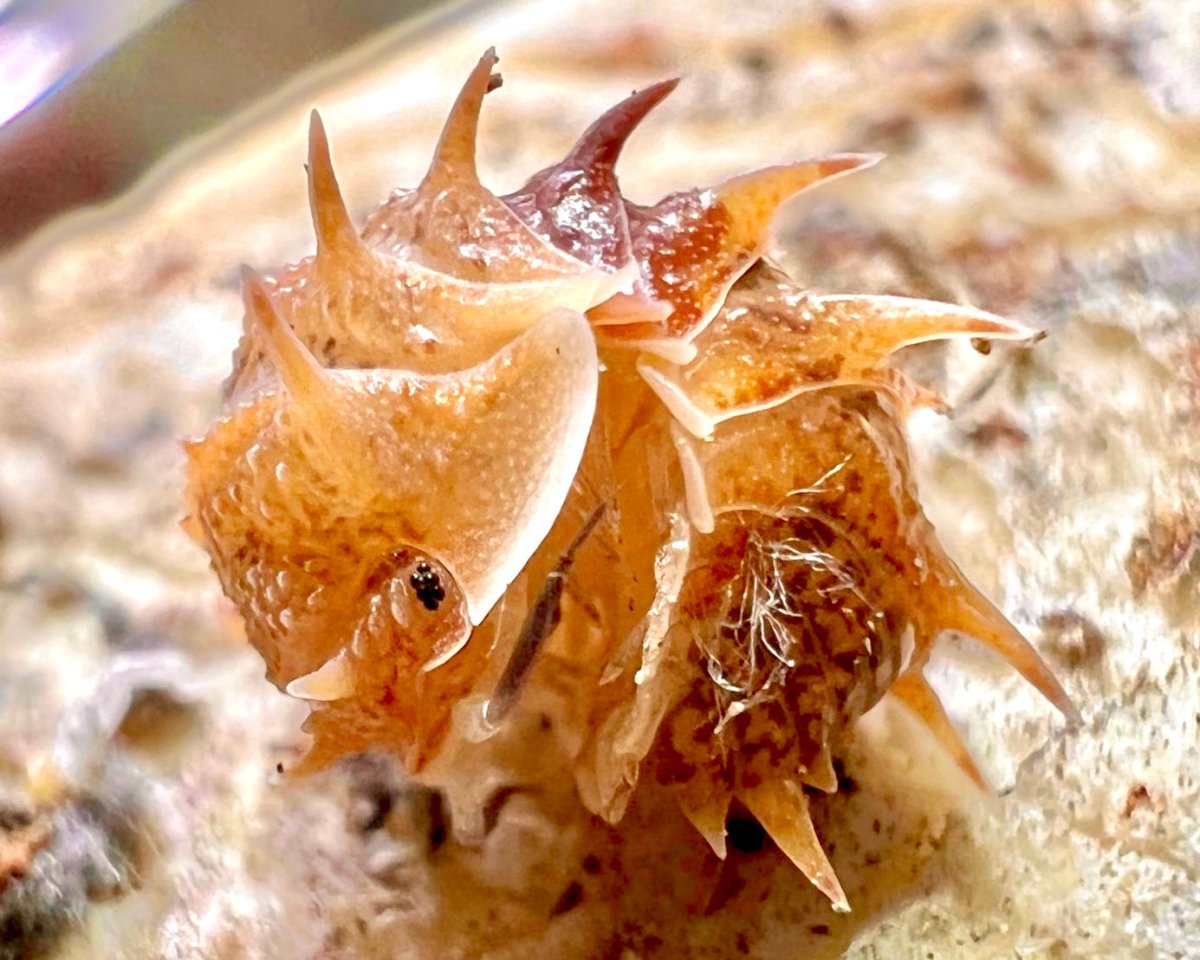 ⨂ Cuban Spiny Isopod, (Pseudarmadillo spinosus) - Richard’s Inverts