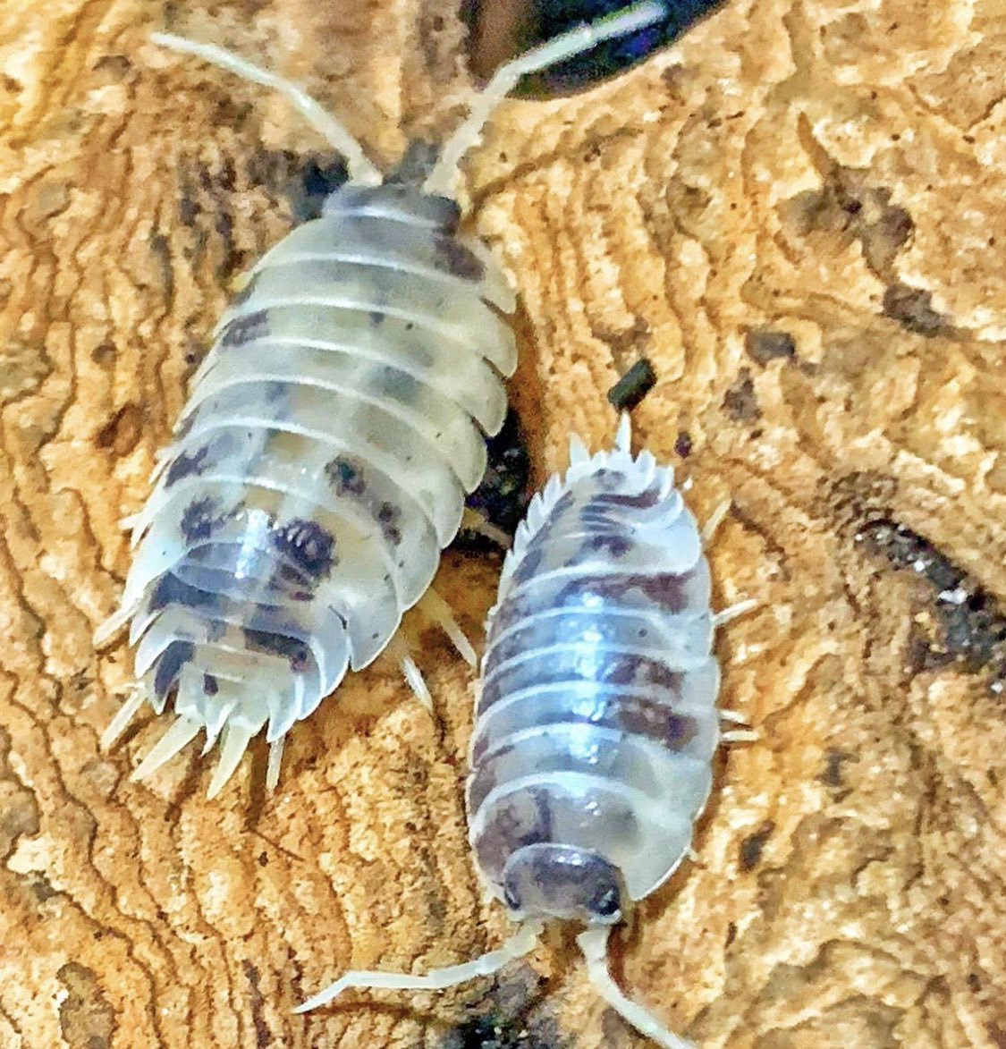 Dairy Cow Isopod, (Porcellio laevis "Dairy Cow") - Richard’s Inverts