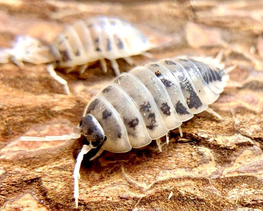 Dairy Cow Isopod, (Porcellio laevis "Dairy Cow") - Richard’s Inverts