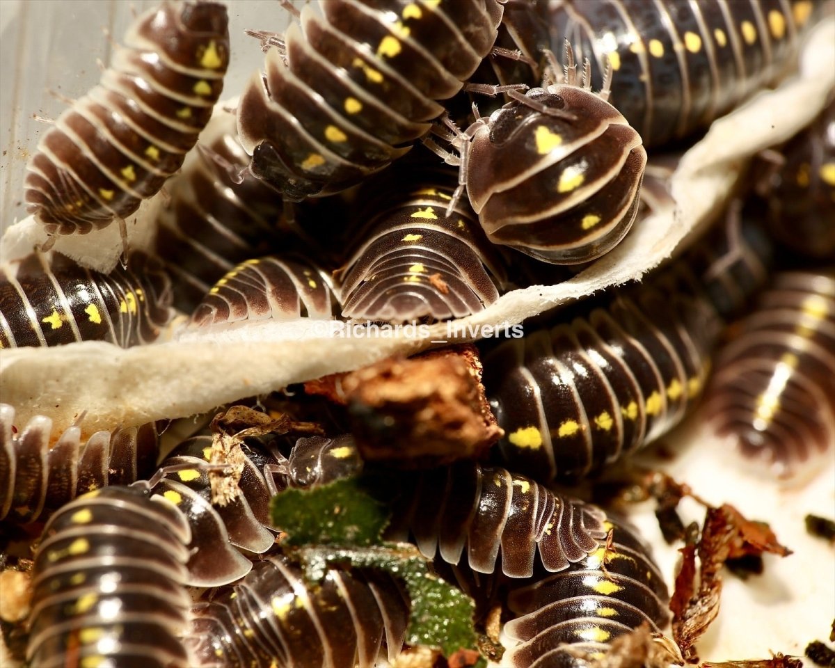 Darth Vader Isopod, (Armadillidium germanicum) - Richard’s Inverts