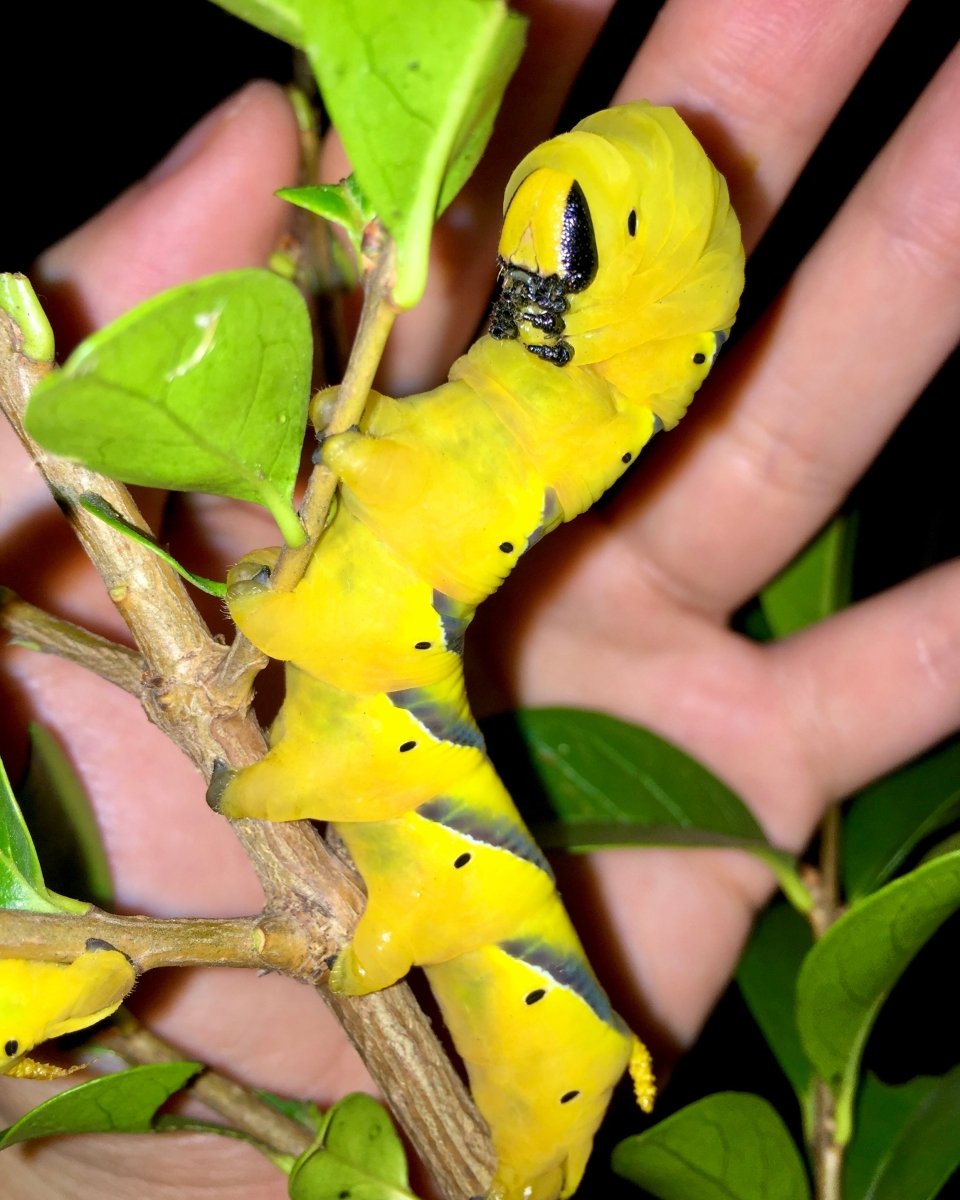 Death's Head Hawk Moth, (Acherontia atropos) - Richard’s Inverts