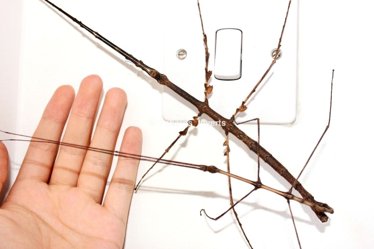 Devil Horned Stick Insect, (Medauromorpha regina "Tay Yen Tu") - Richard’s Inverts