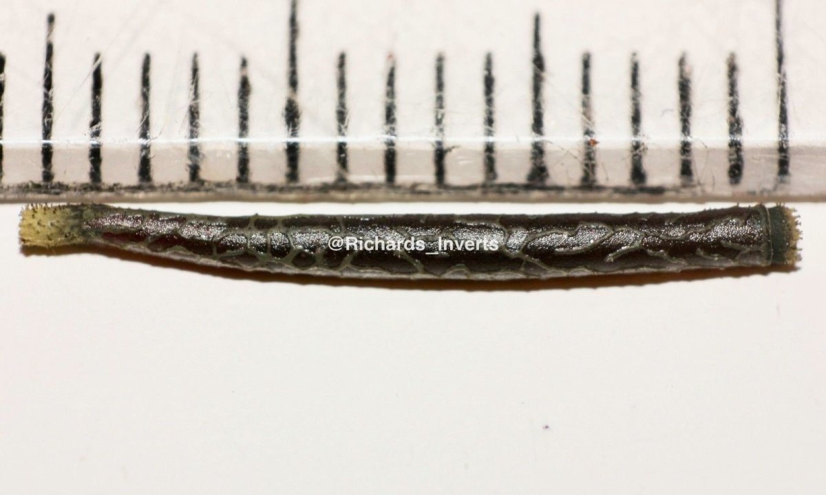 Devil Horned Stick Insect, (Medauromorpha regina "Tay Yen Tu") - Richard’s Inverts