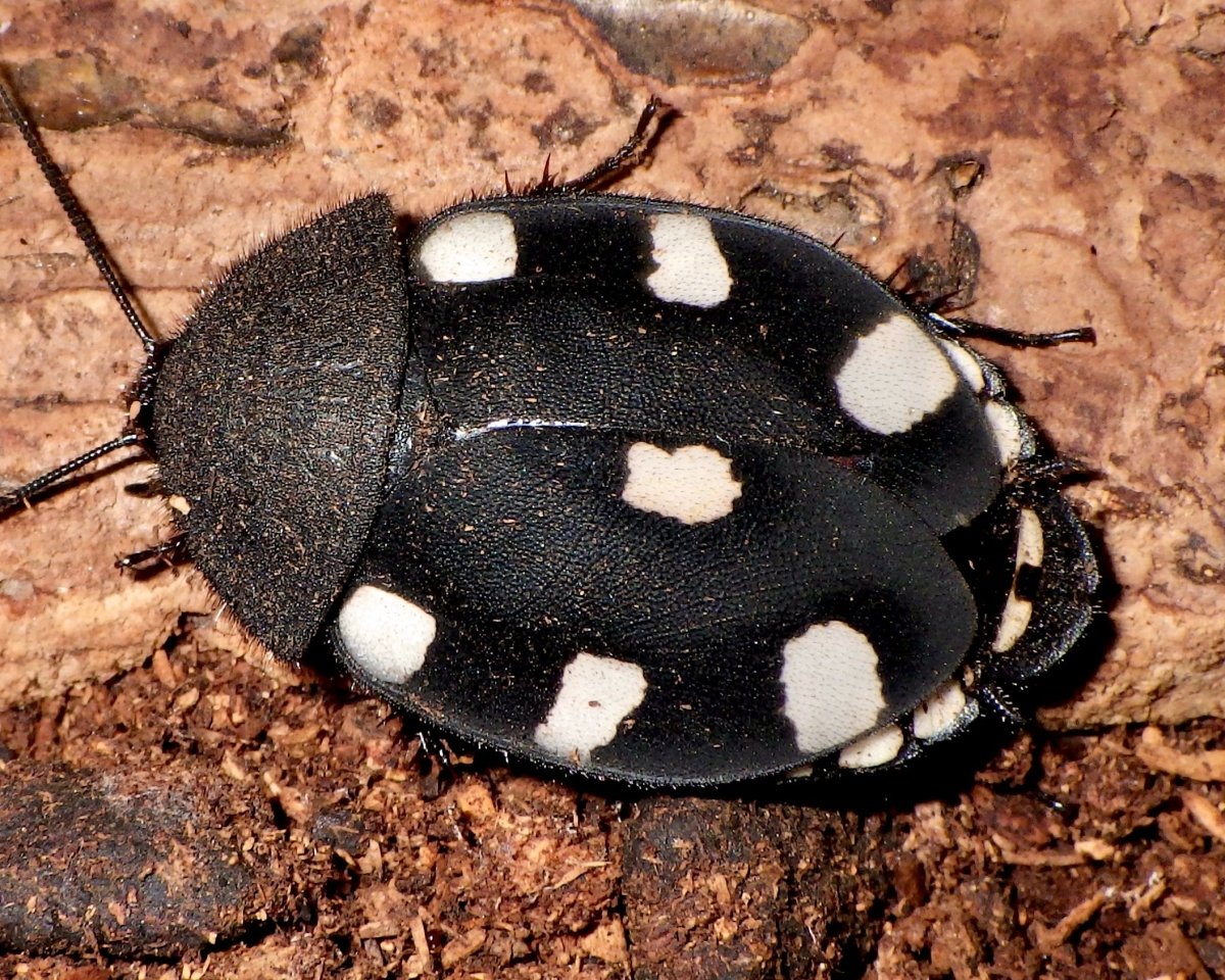 Domino Roach, (Therea petiveriana) - Richard’s Inverts