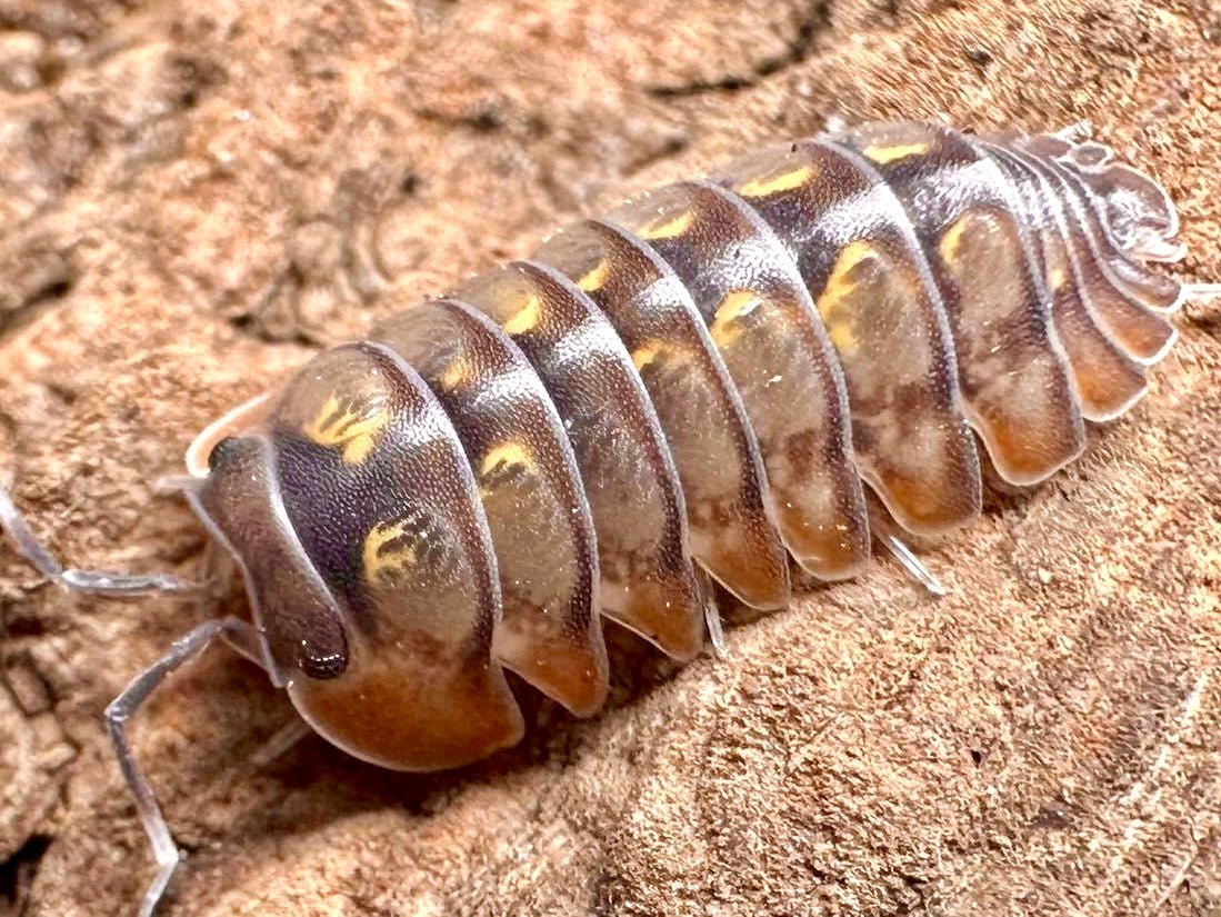 Dream Isopod, (Cubaris sp. "Dream") - Richard’s Inverts