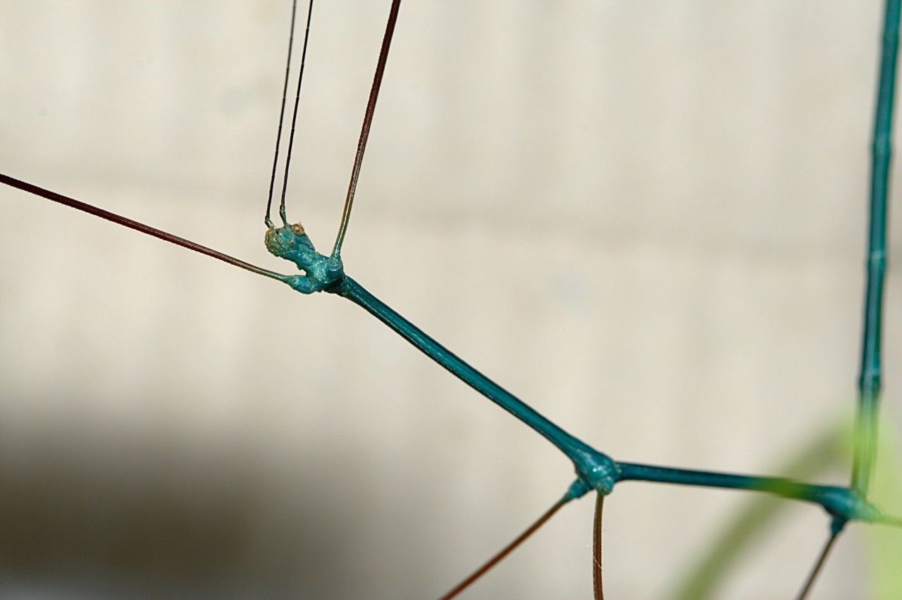 ⨂ Eggs - Blue Stick Insect, (Ramulus nematodes "Blue") - Richard’s Inverts