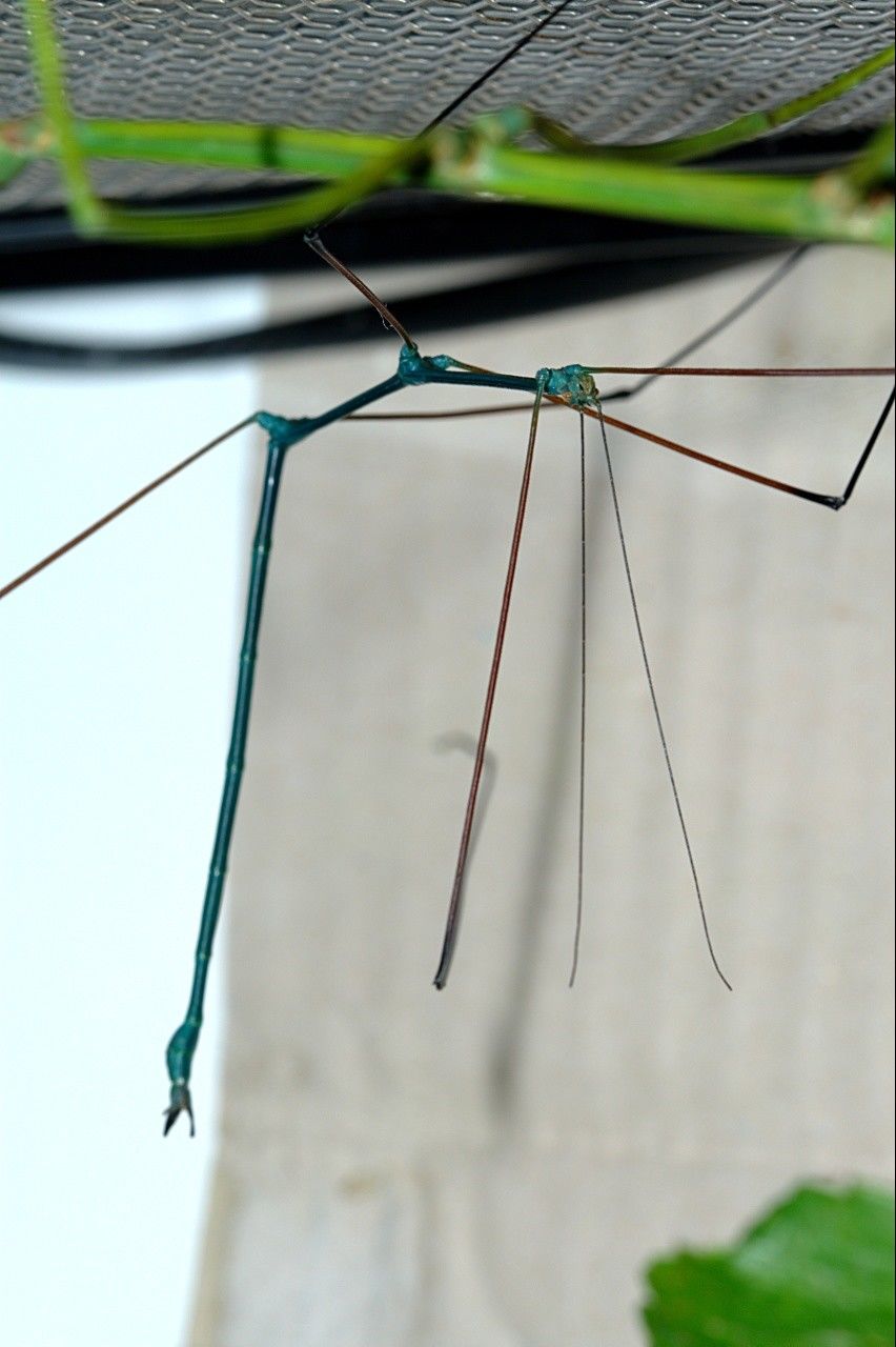 ⨂ Eggs - Blue Stick Insect, (Ramulus nematodes "Blue") - Richard’s Inverts