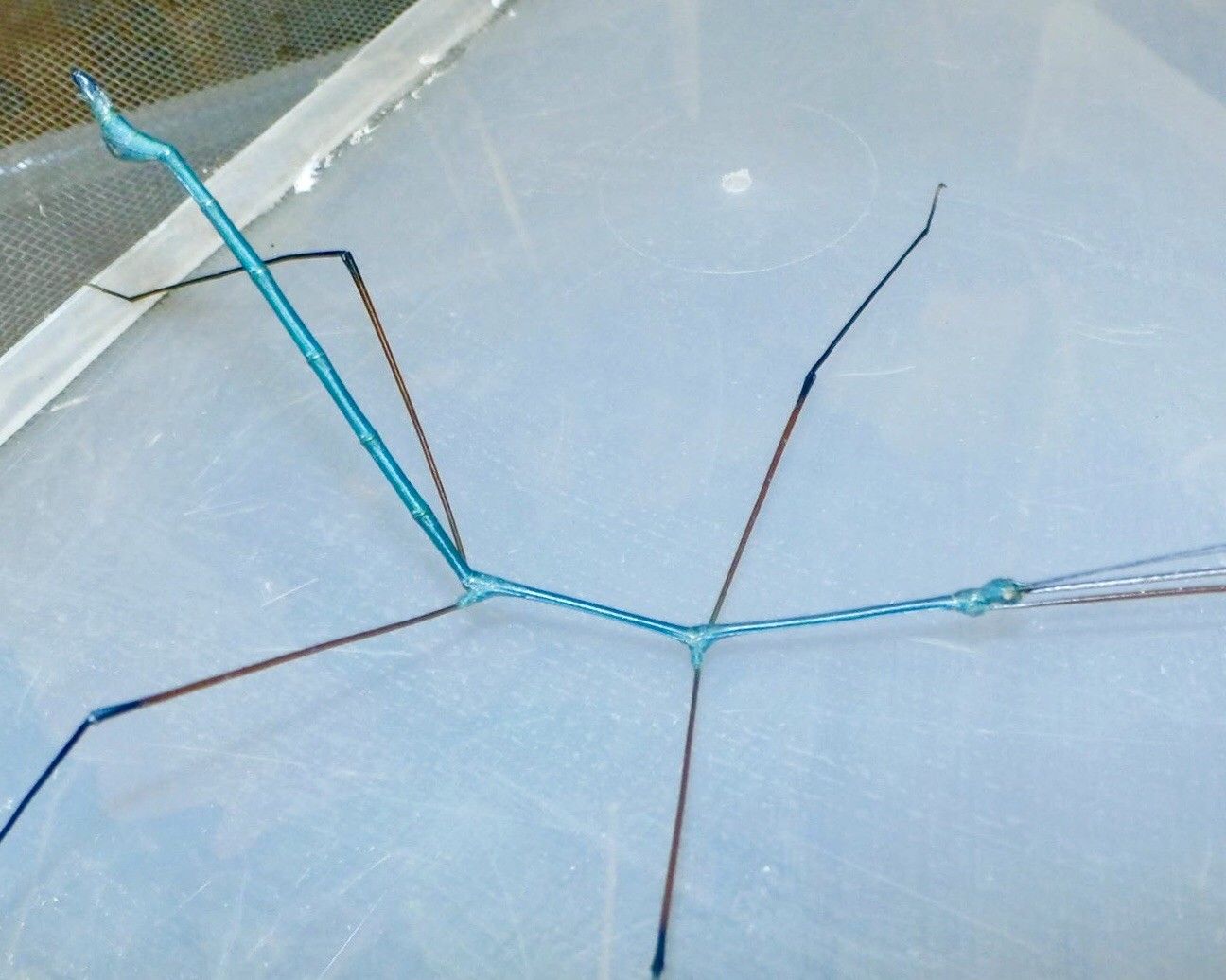 ⨂ Eggs - Blue Stick Insect, (Ramulus nematodes "Blue") - Richard’s Inverts