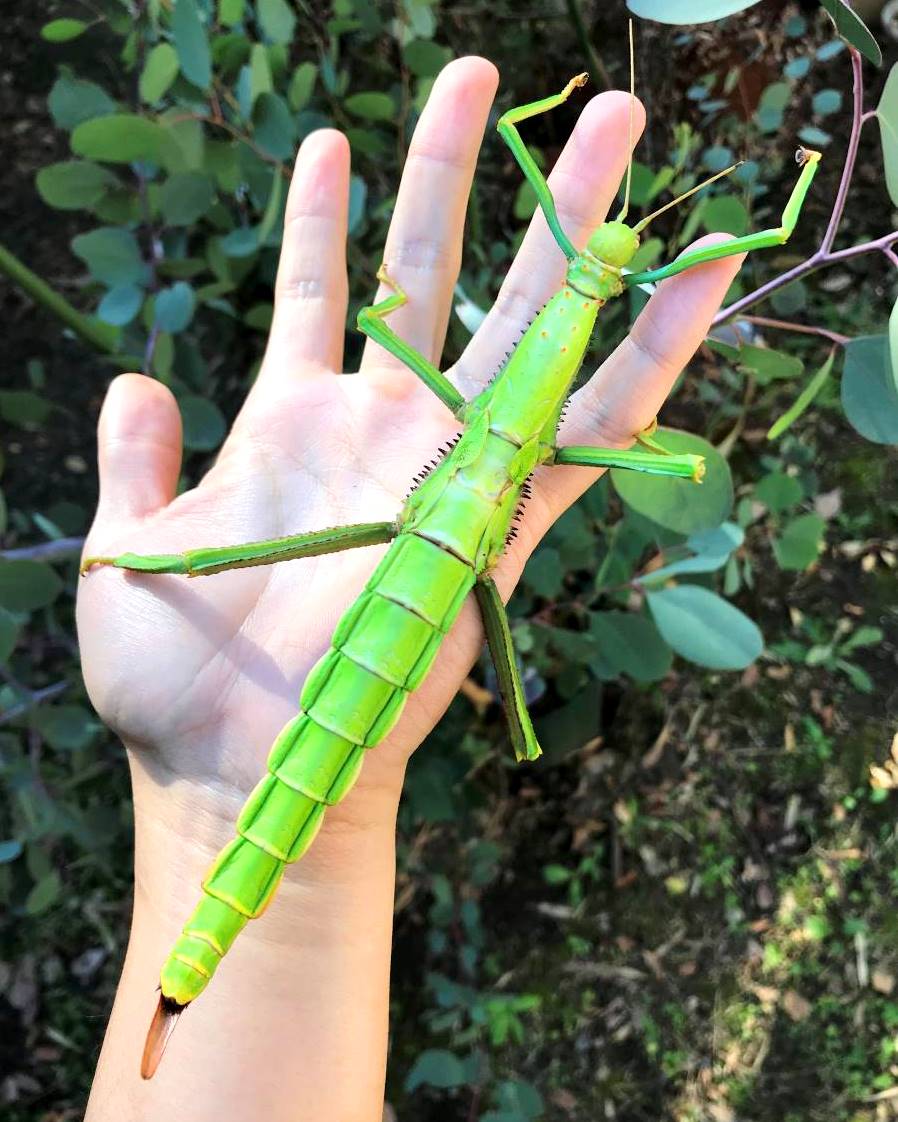⨂ Eggs - Giant Stick Insect, (Diapherodes gigantea) - Richard’s Inverts
