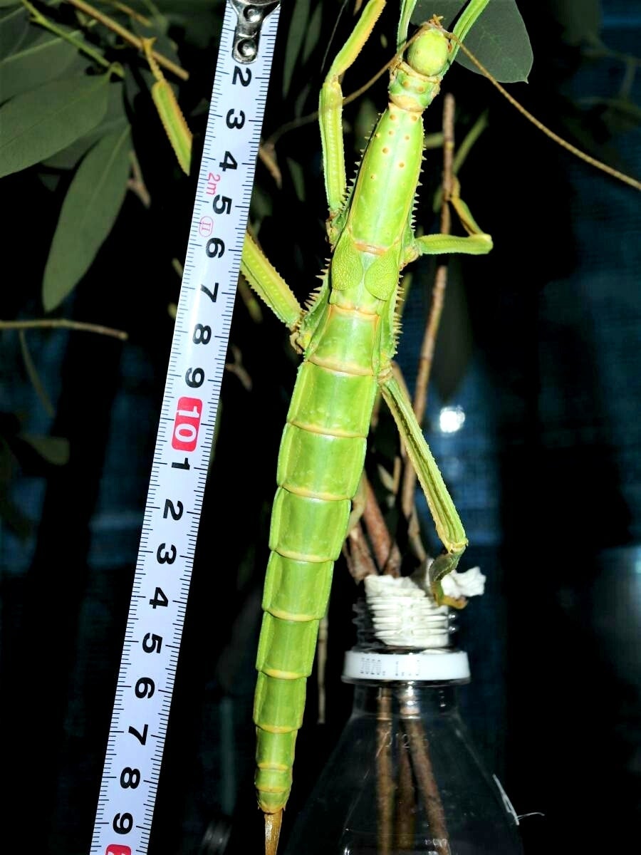 ⨂ Eggs - Giant Stick Insect, (Diapherodes gigantea) - Richard’s Inverts