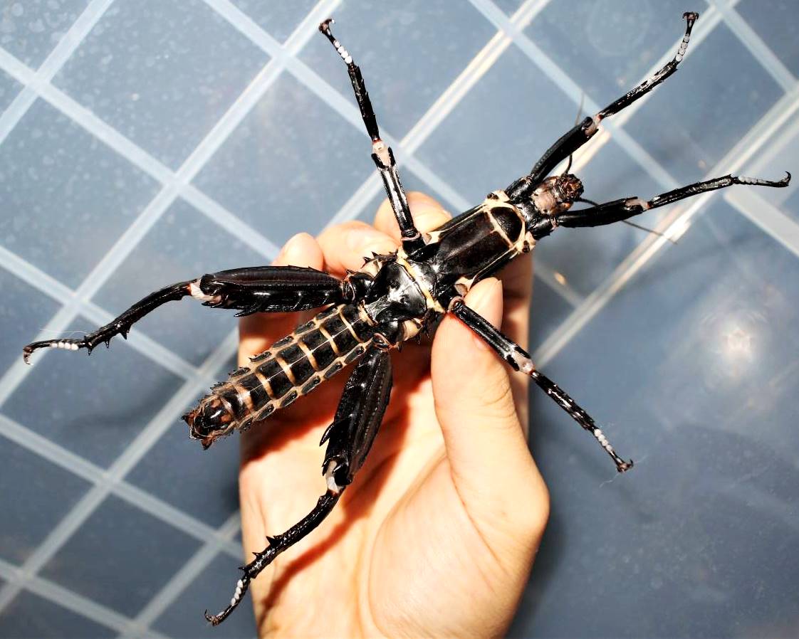 ⨂ Eggs - Giant Stick Insect, (Eurycantha calcarata) - Richard’s Inverts
