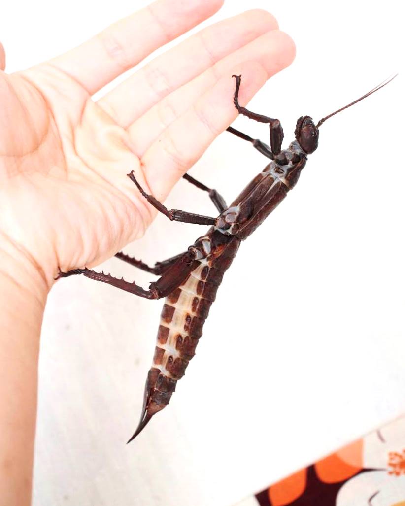 ⨂ Eggs - Giant Stick Insect, (Eurycantha calcarata) - Richard’s Inverts
