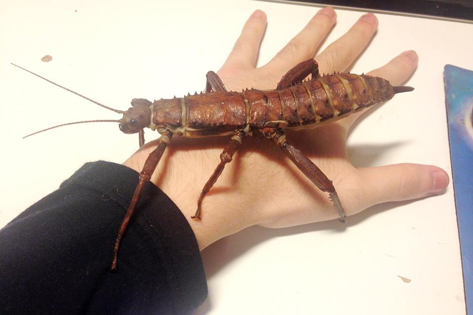 ⨂ Eggs - Giant Stick Insect, (Eurycantha calcarata) - Richard’s Inverts