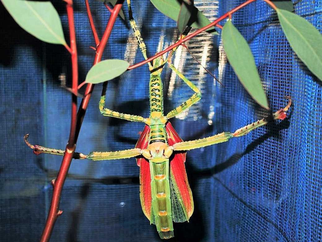 ⨂ Eggs - Giant Stick Insect, (Eurycnema versirubra "Timor") - Richard’s Inverts