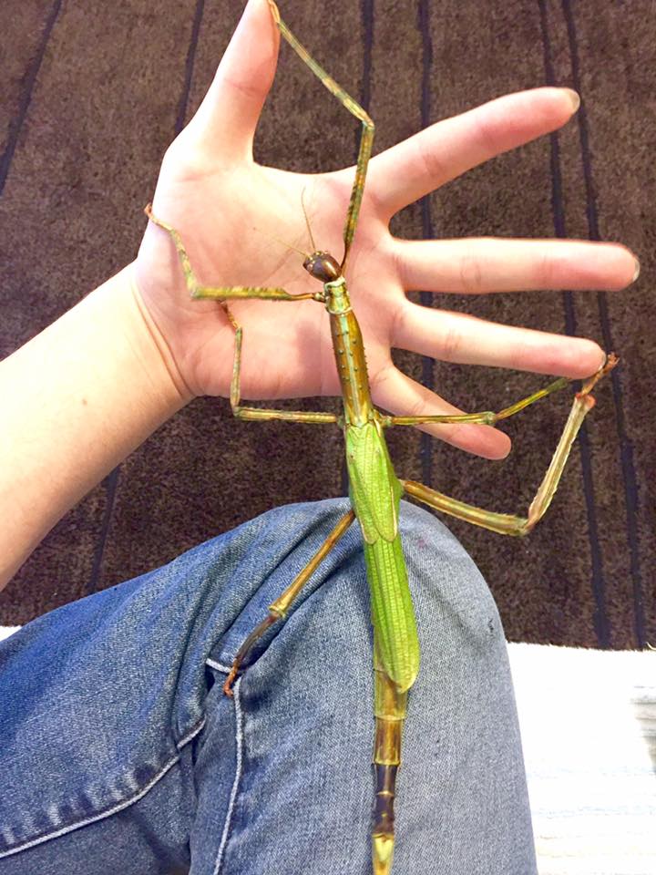⨂ Eggs - Giant Stick Insect, (Eurycnema versirubra "Timor") - Richard’s Inverts