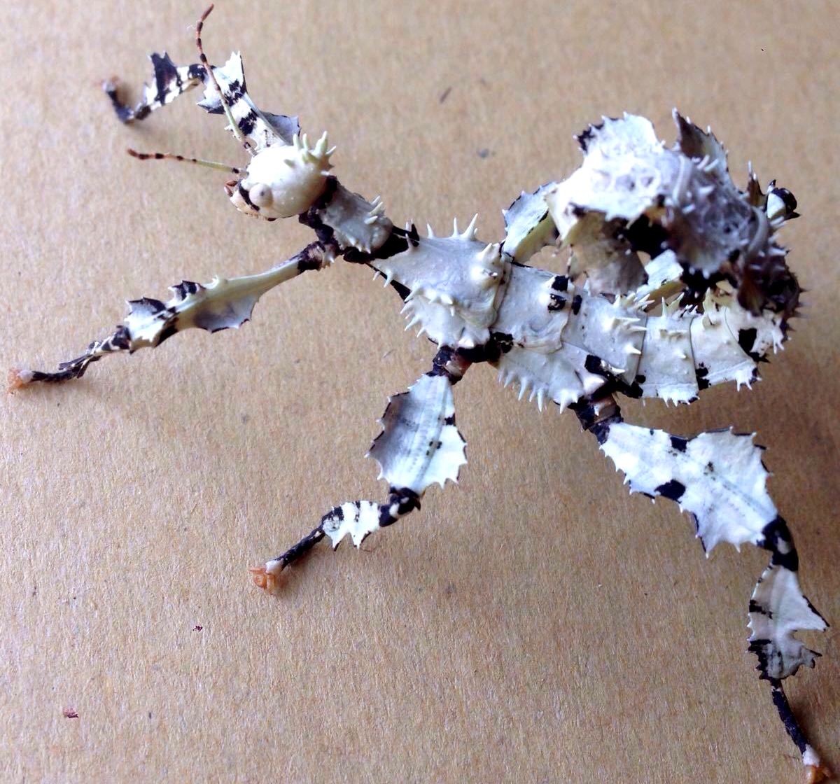 ⨂ Eggs - Lichen Stick Insect, (Extatosoma tiaratum) - Richard’s Inverts