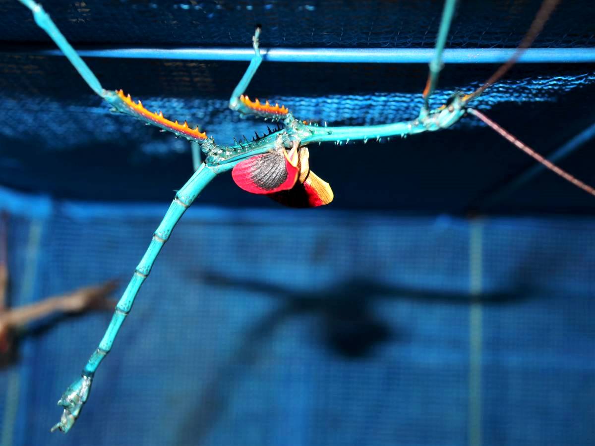 ⨂ Eggs - Metallic Stick Insect, (Achrioptera fallax) - Richard’s Inverts
