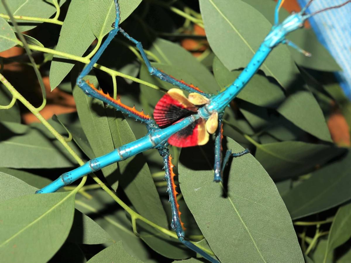 ⨂ Eggs - Metallic Stick Insect, (Achrioptera fallax) - Richard’s Inverts
