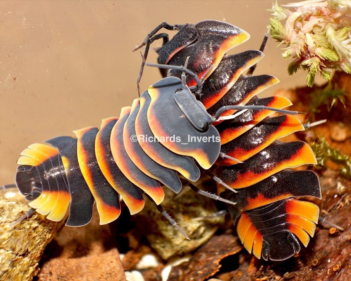 Ember Bee Isopod, (Merulanella sp. "Ember Bee") - Richard’s Inverts