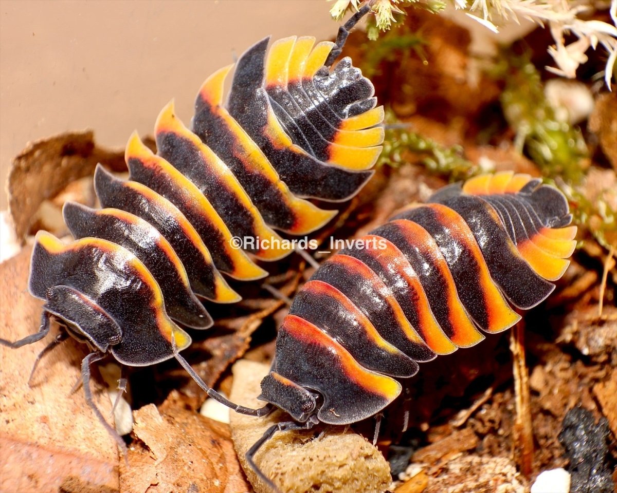 Ember Bee Isopod, (Merulanella sp. "Ember Bee") - Richard’s Inverts