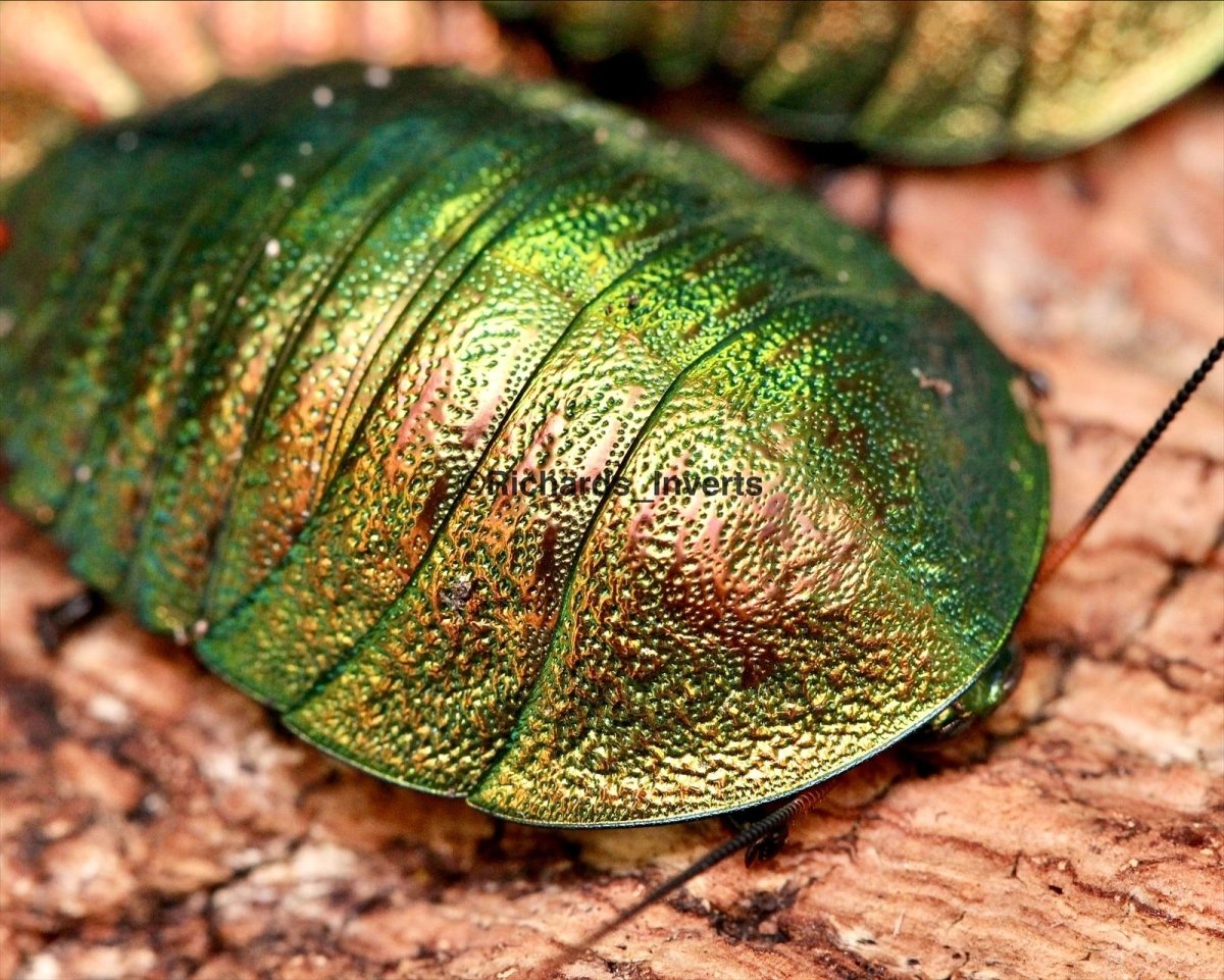 Emerald Roach, (Pseudoglomeris magnifica) - Richard’s Inverts